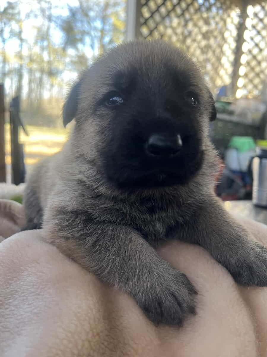 Puppies image 1
