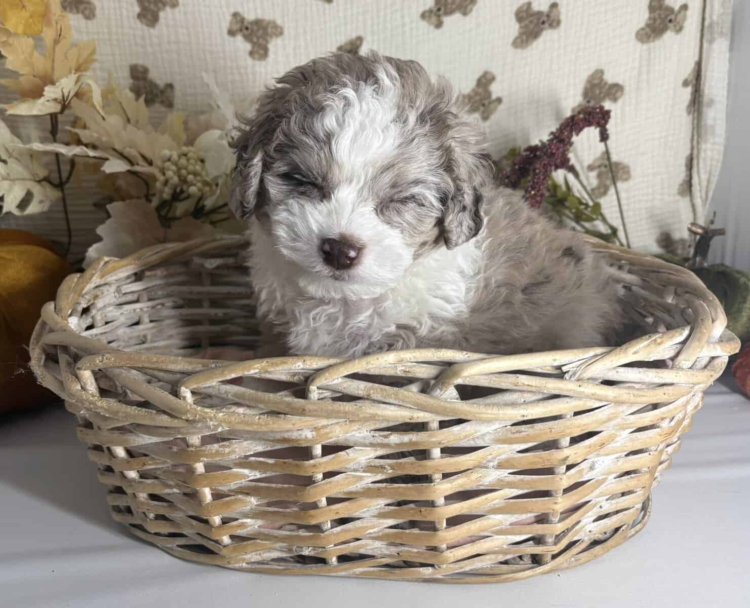 Mini Doodle puppies are looking for homes! image 5
