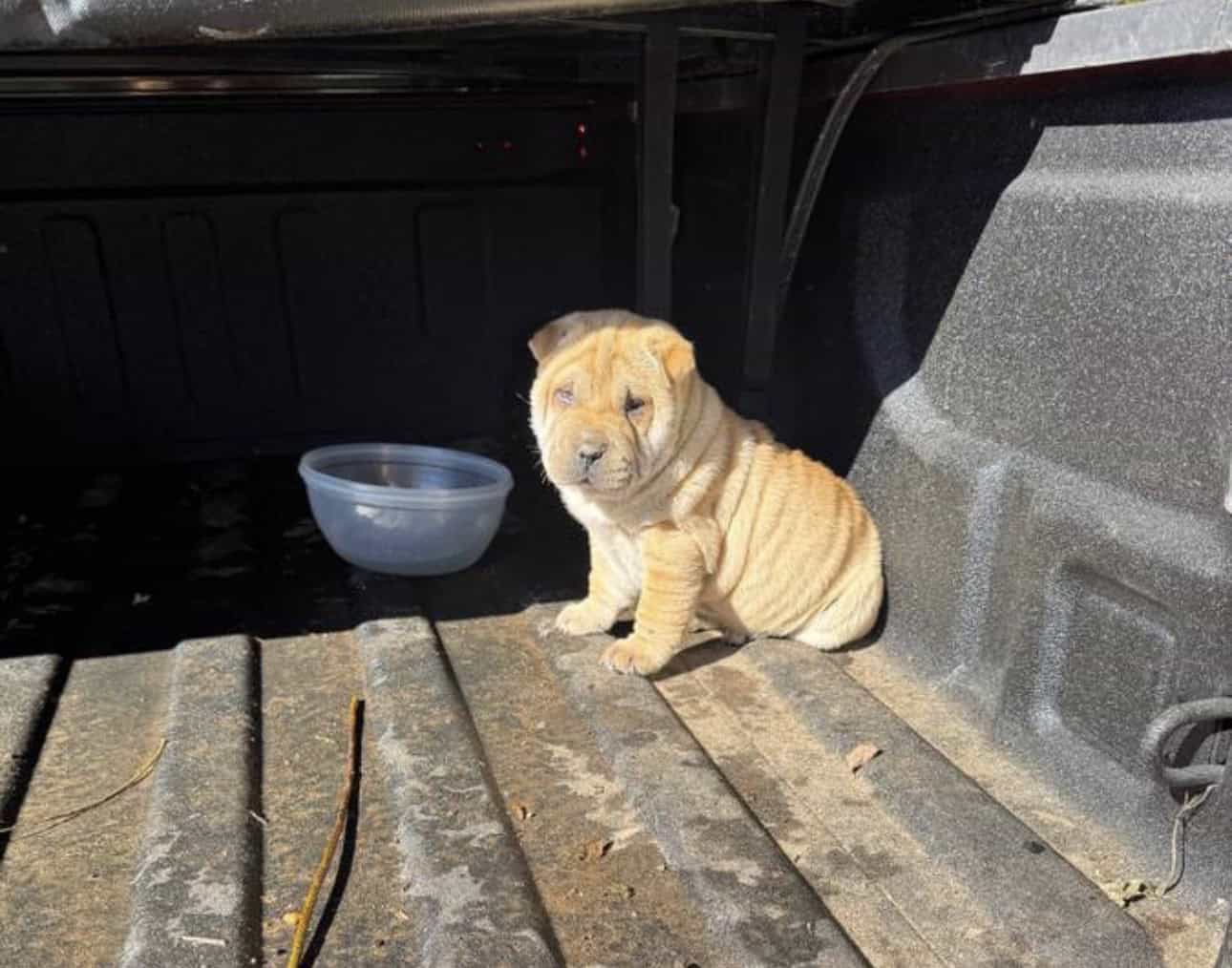 Chinese Shar Pei Pups image 9