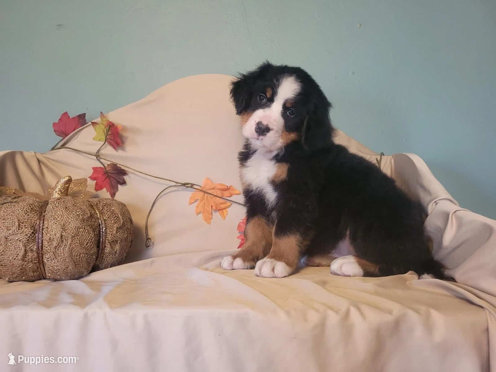 Bernese Mountain Dog puppies (AKC) image 2