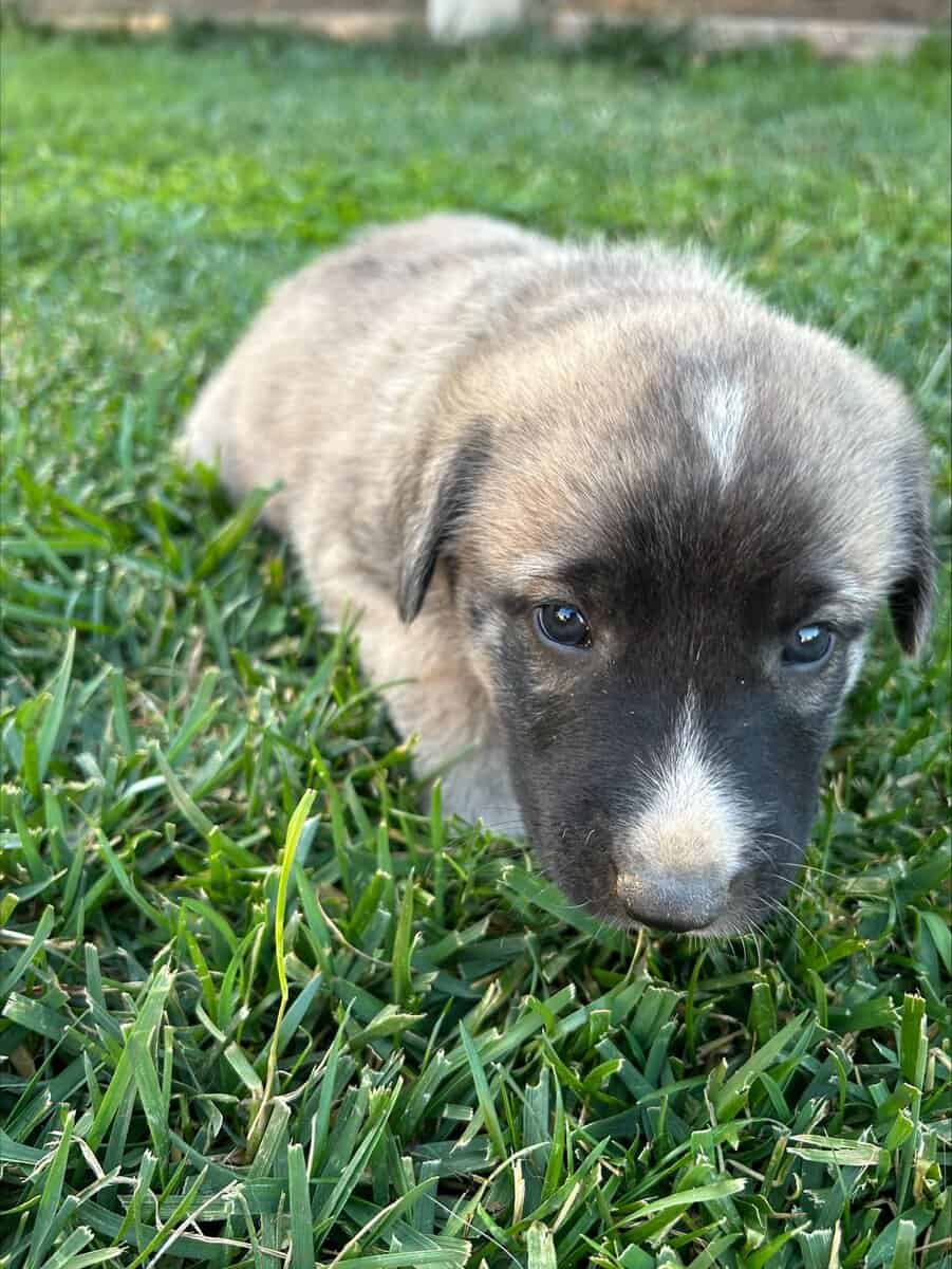 Anatolian and German Shepherd 50-50 mix image 11