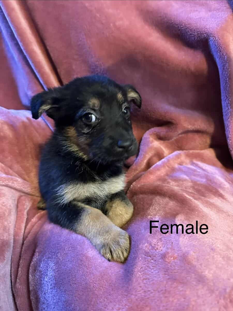 German Shepherd Puppies image 3