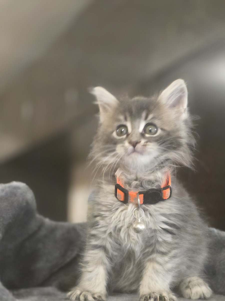 Maine Coon Mary image 1