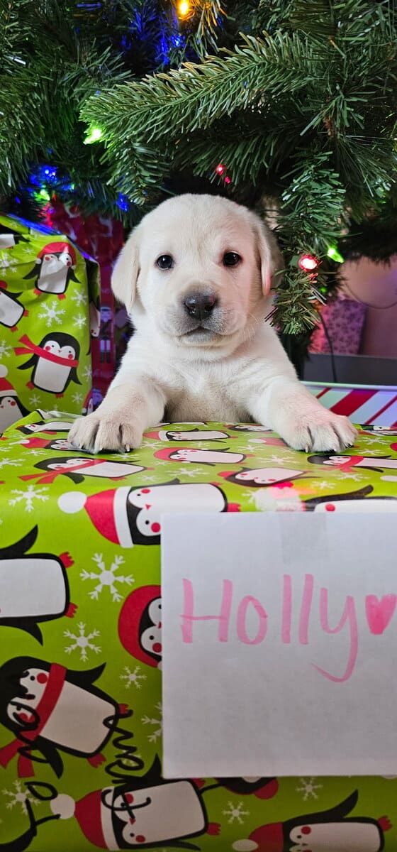 White Yellow Labrador Puppies image 2