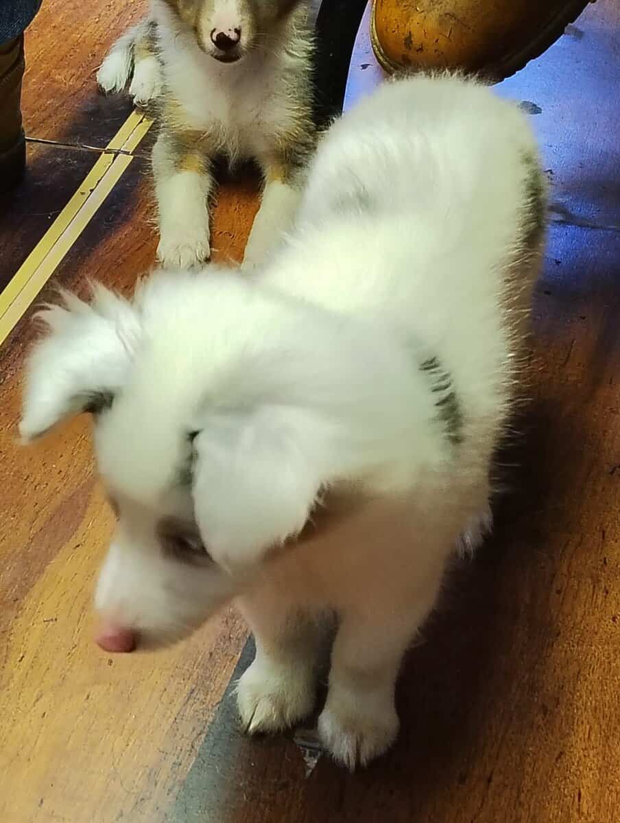 Toy size puppies for sale image 2