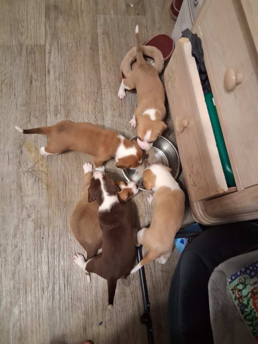 Bogle puppies (mom beagle full. Dad Boxer / lab) image 4