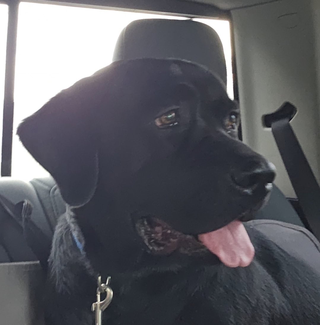 Male 2 year old black labrador retriever image 1