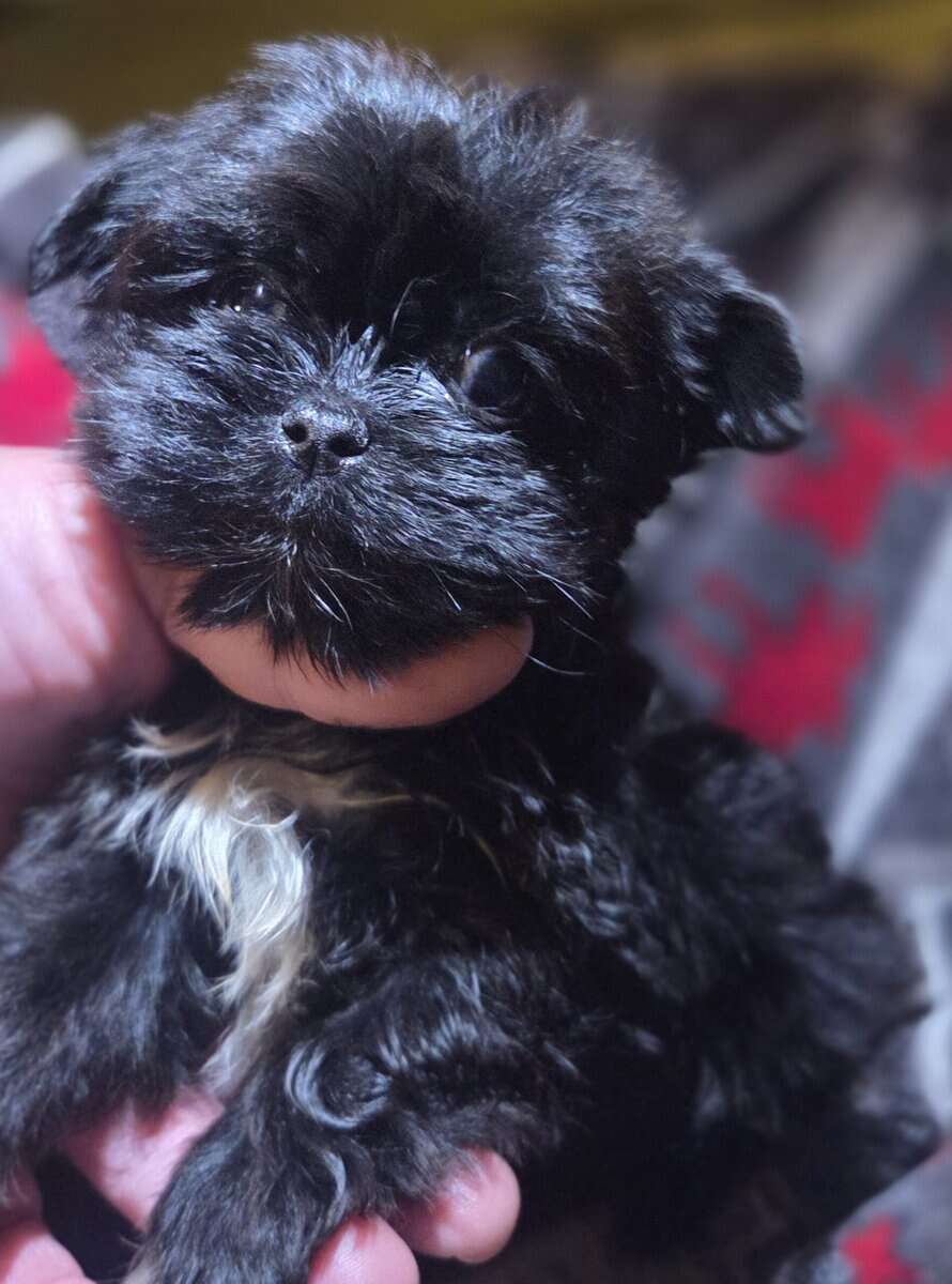 Shorkie Pups image 2