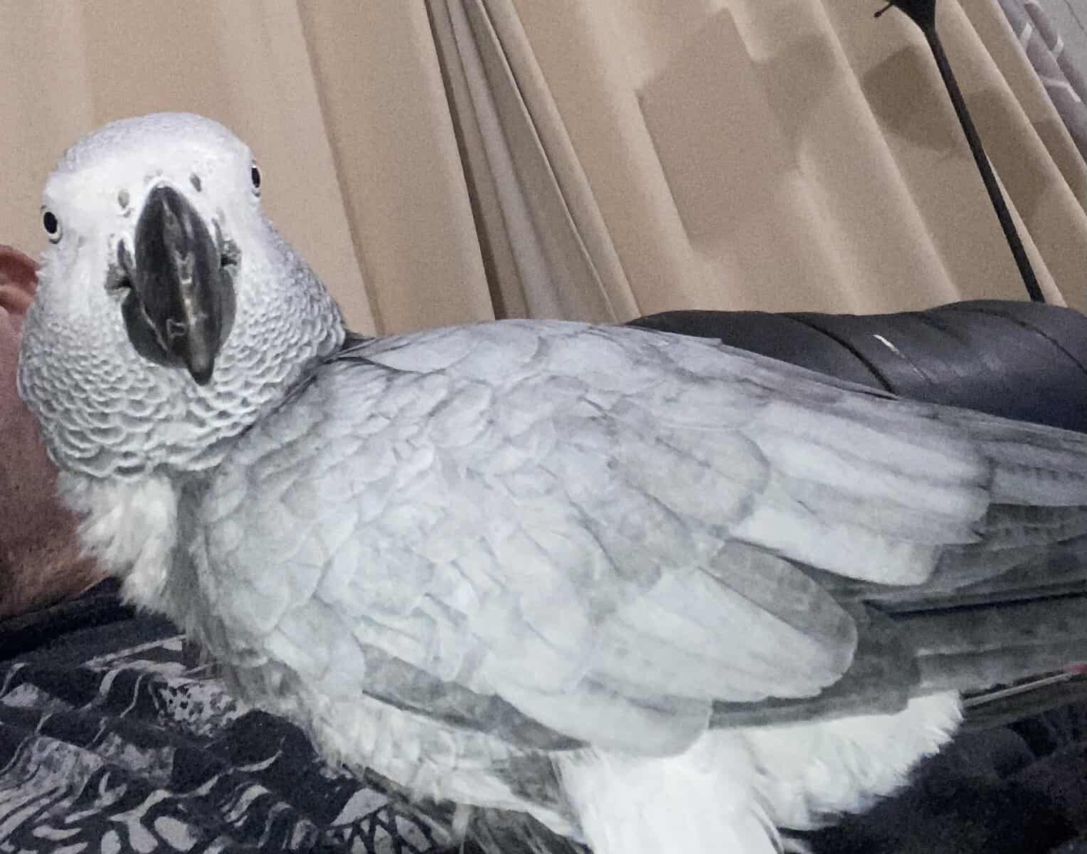 28 years old African Gray image 1