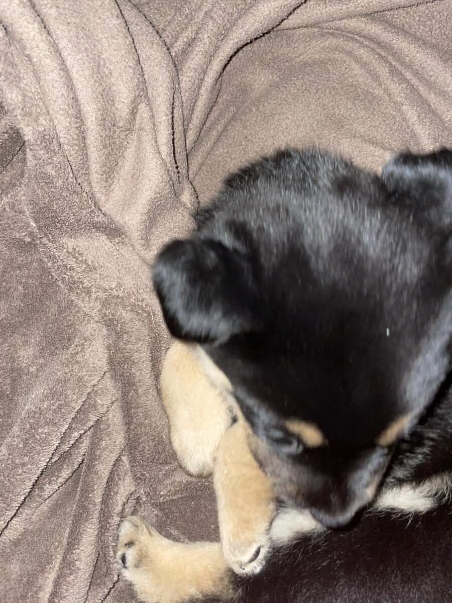 Husky/ Rottie mix image 4