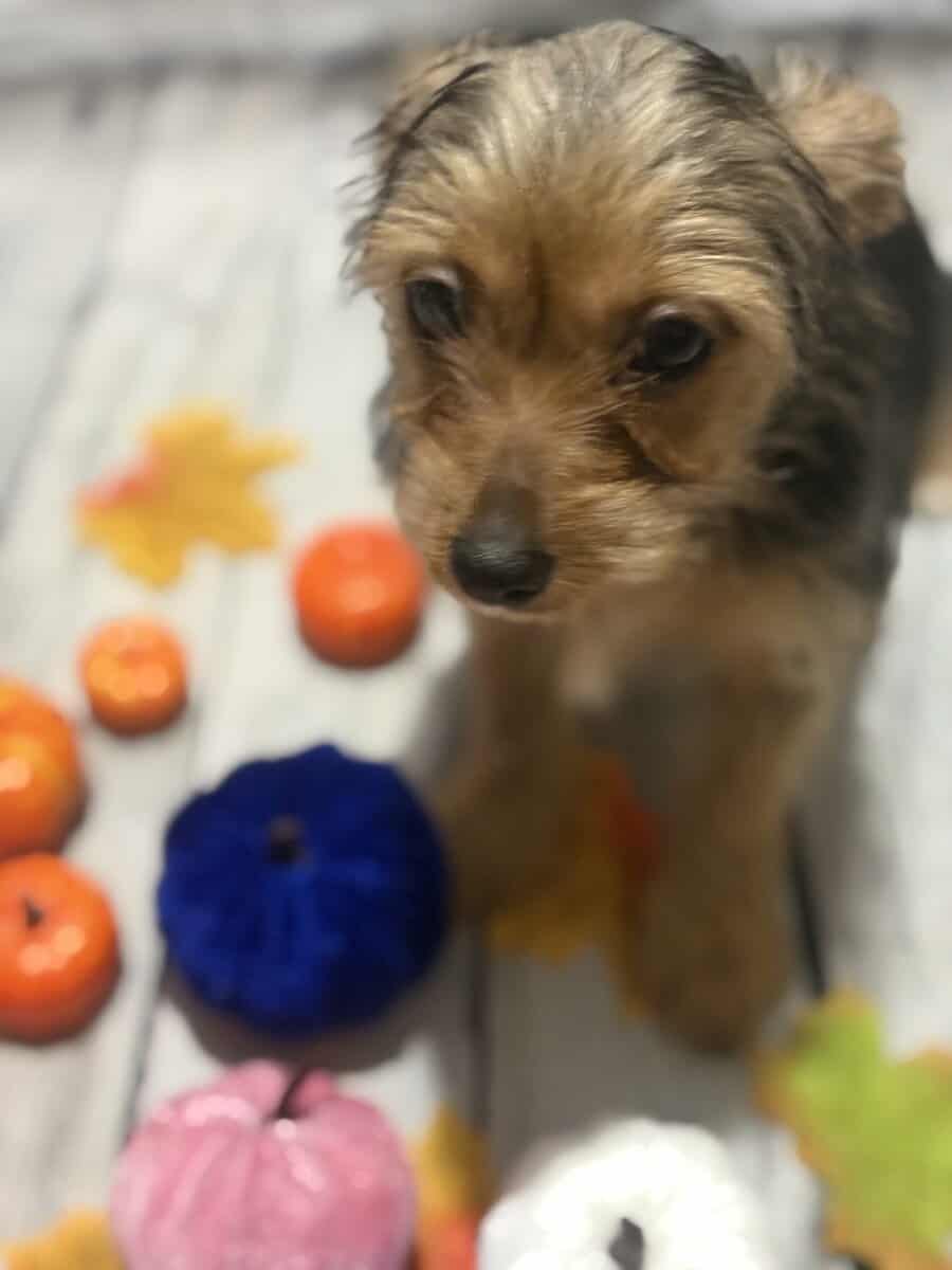 Female yorkiepoo image 1