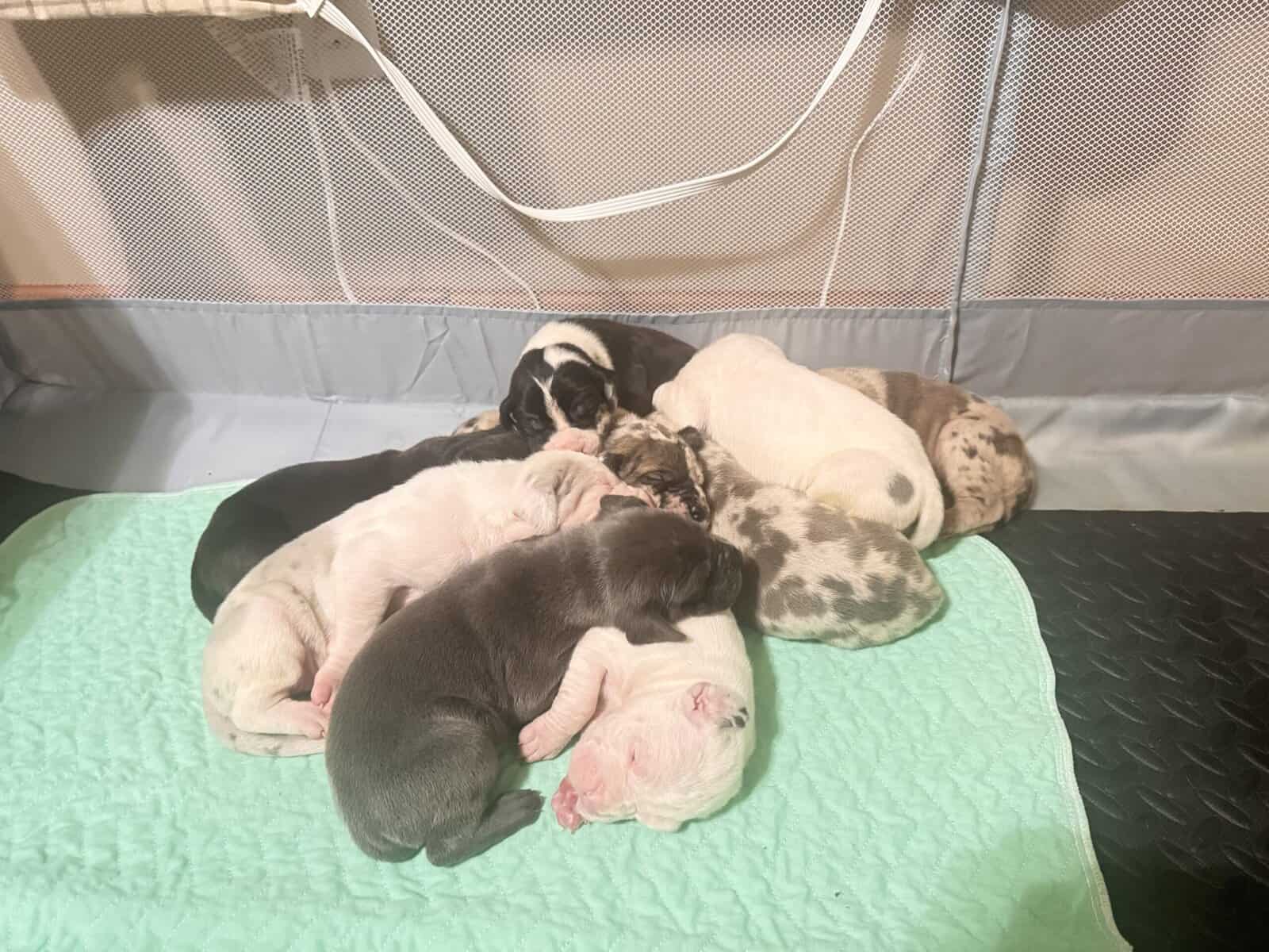 Great Dane Puppies | Gentle Giants in image 2