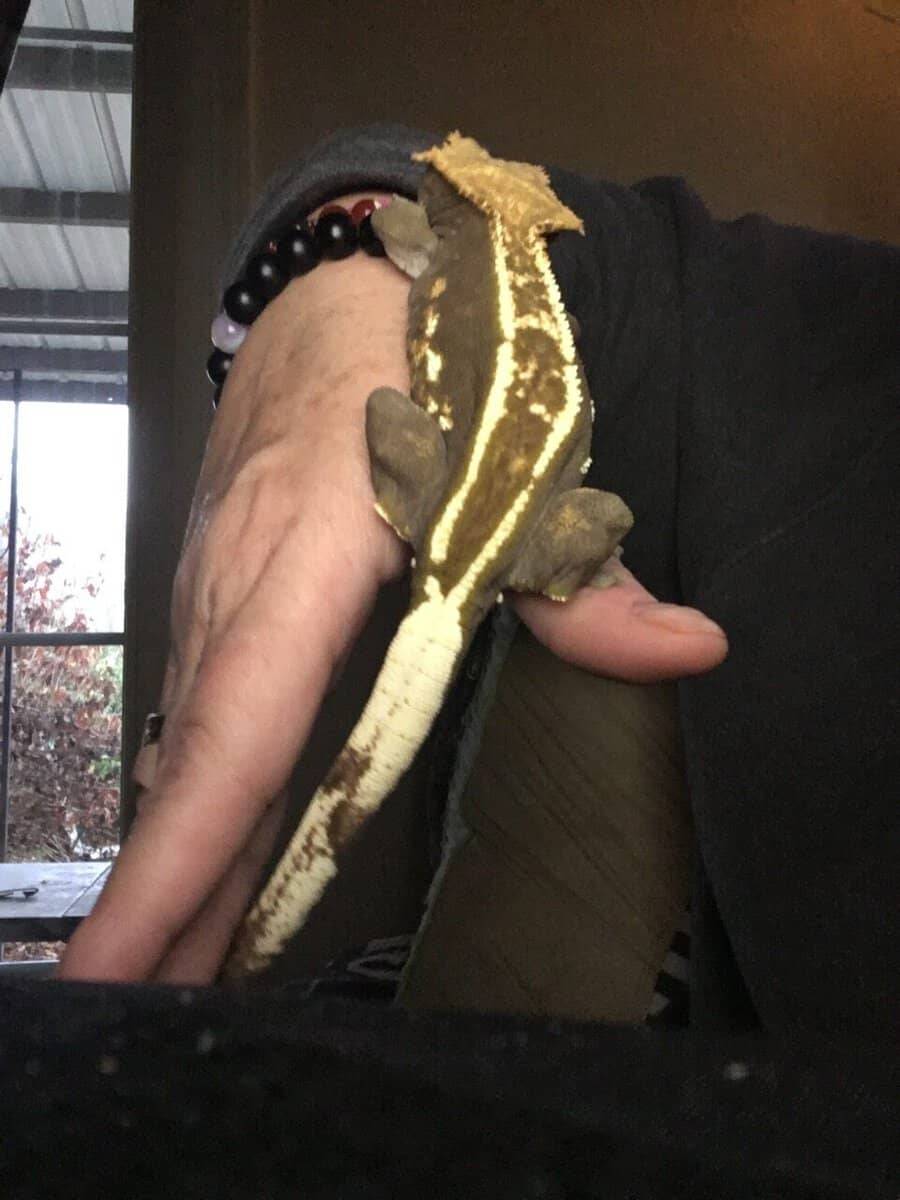 Male & female Crested Geckos with tanks & decor image 10