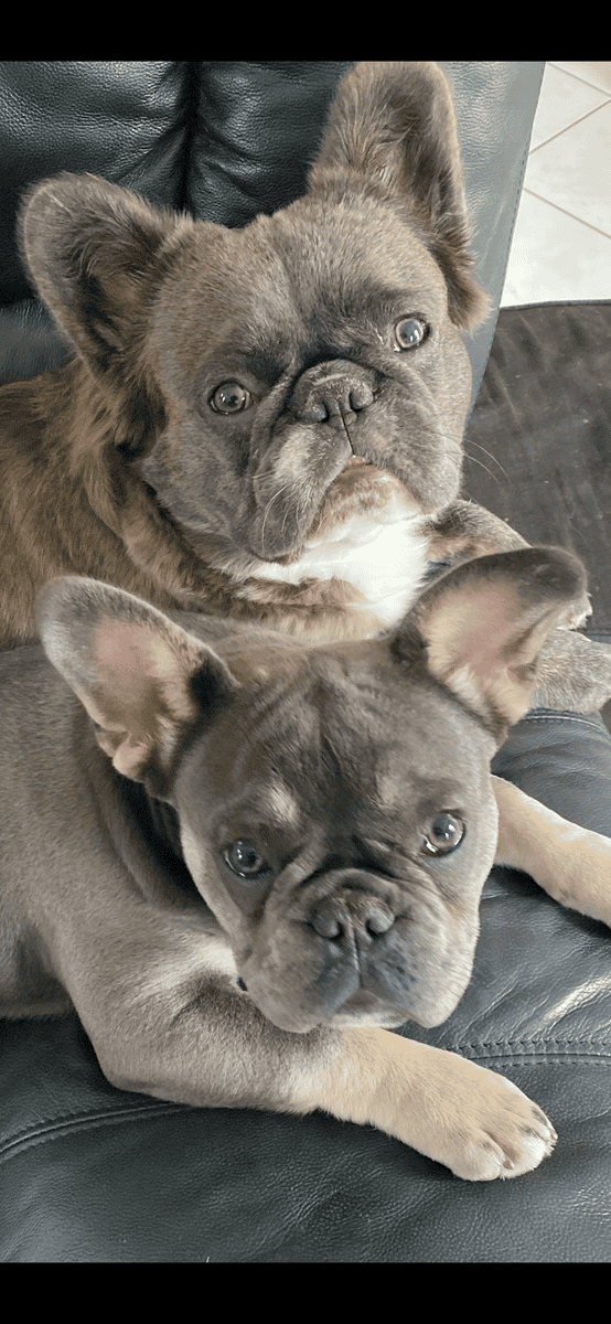 French Bulldog Puppies image 7