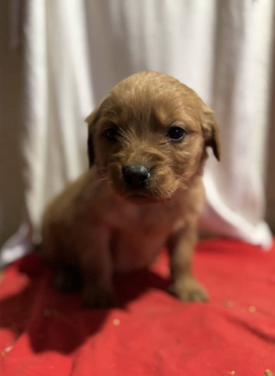 Golden Retriever/Doodle Puppies image 8