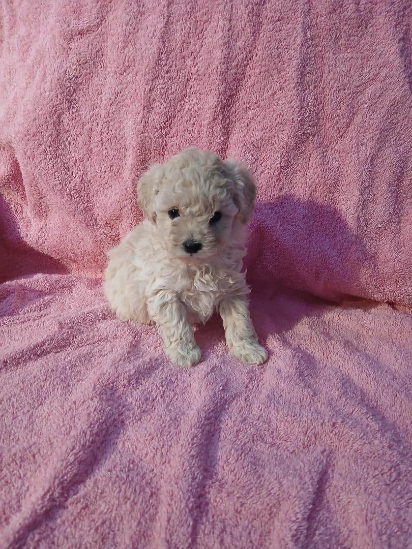 Toy Poodle image 2