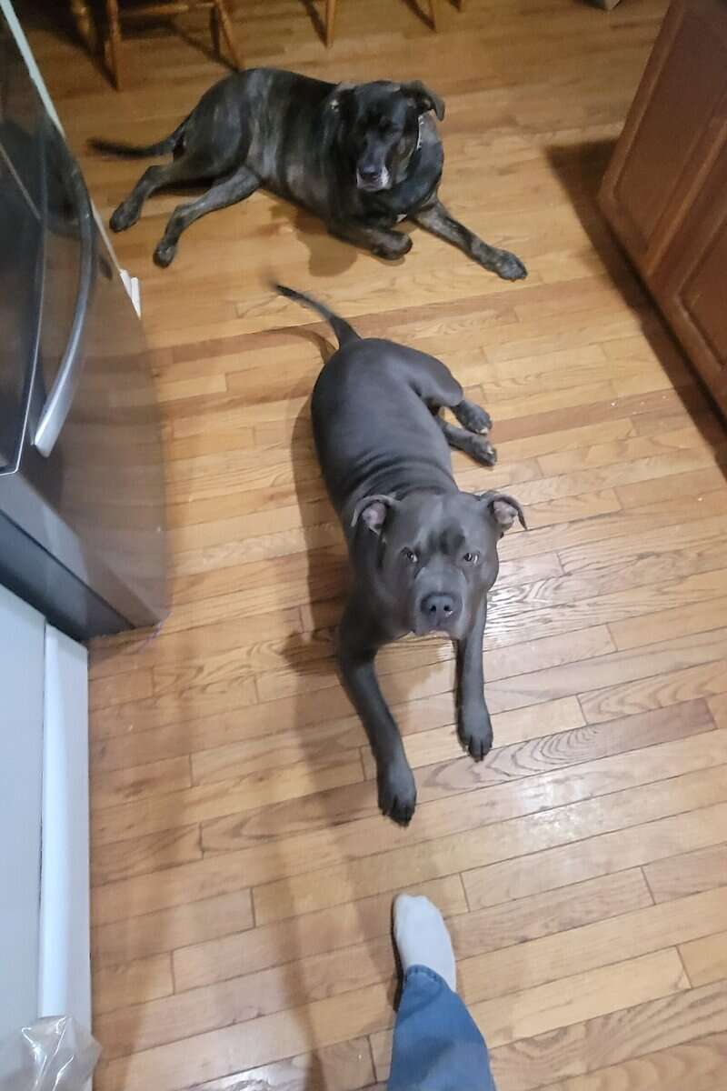 Pitbull 5yrs old, intact male image 1
