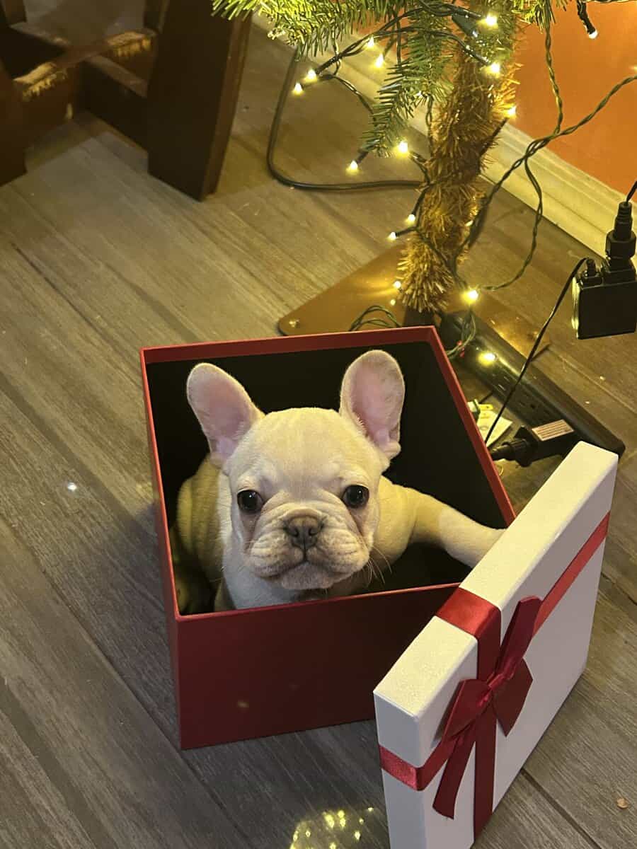 French bull dog image 2