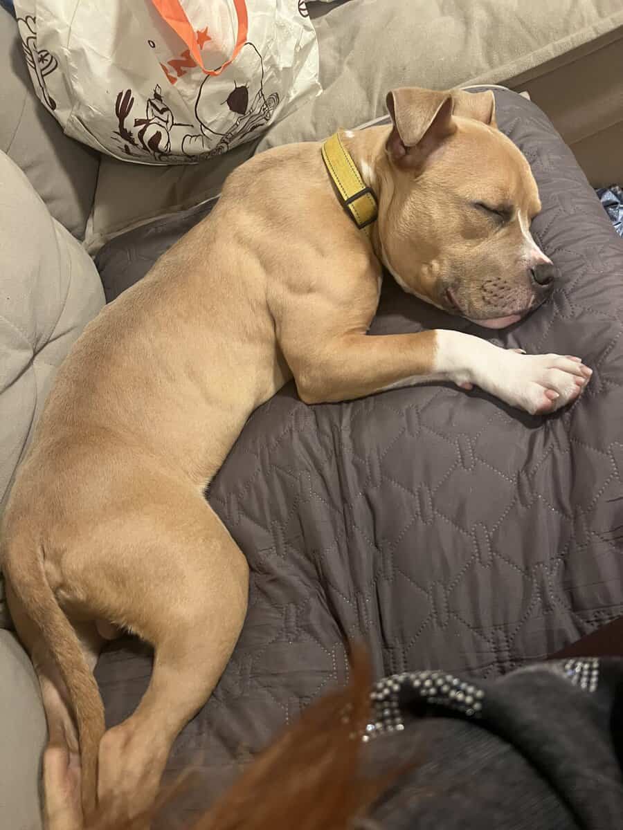 9 Month old Puppy image 4