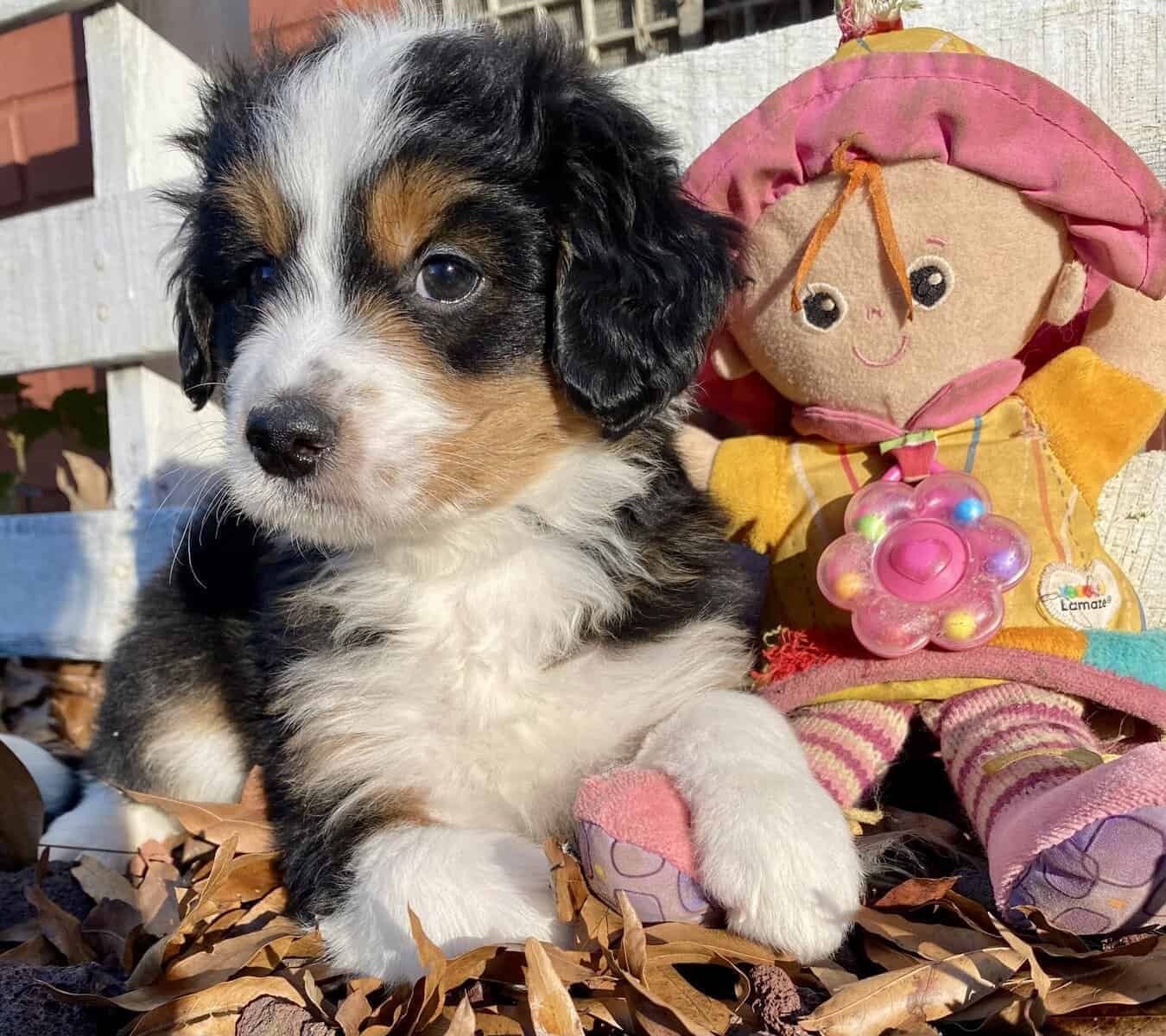 F2 mini Bernedoodle - Bailey -male image 3