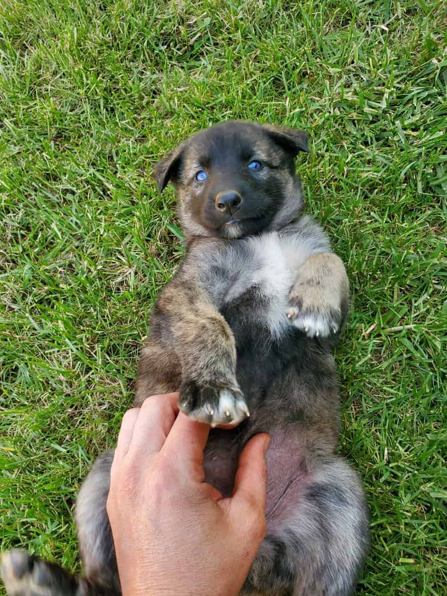 Anatolian and German Shepherd 50-50 mix image 2