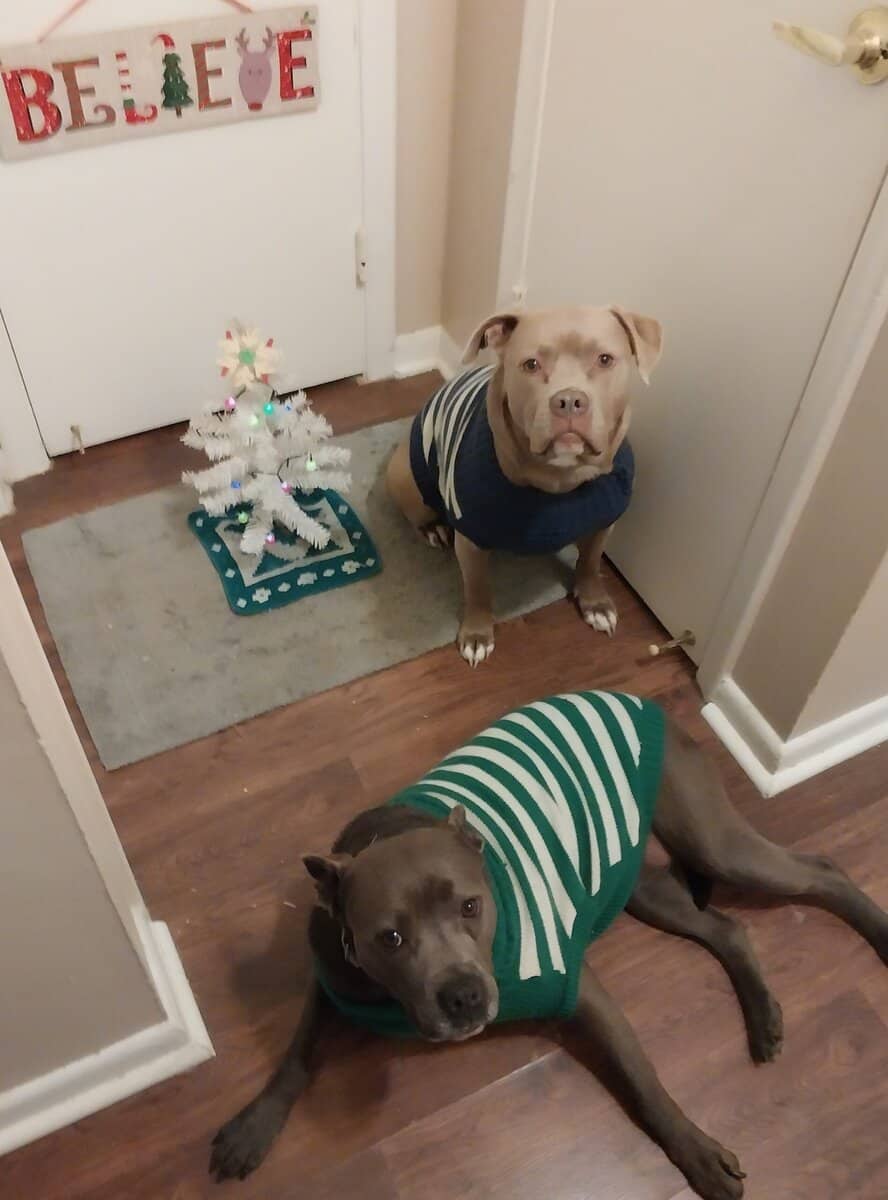 Bully mixes image 1