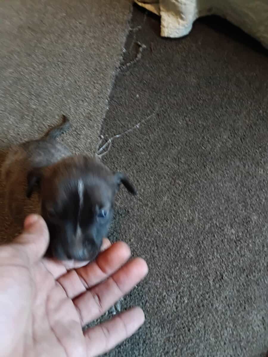 Beautiful 2 months old puppies image 2