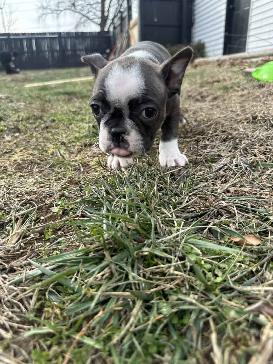 Boston terrier pups image 15