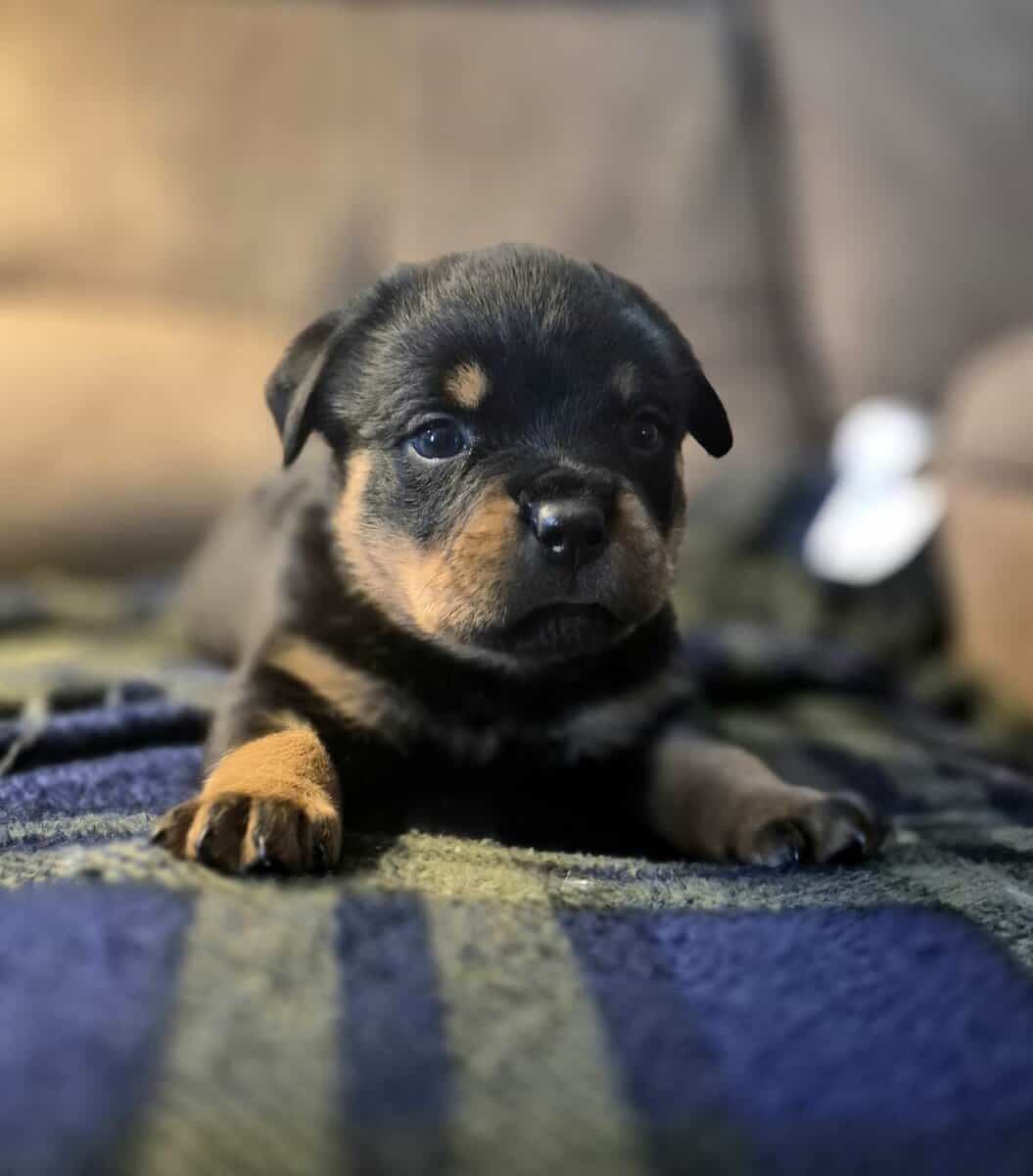 German rottweiler puppies image 2