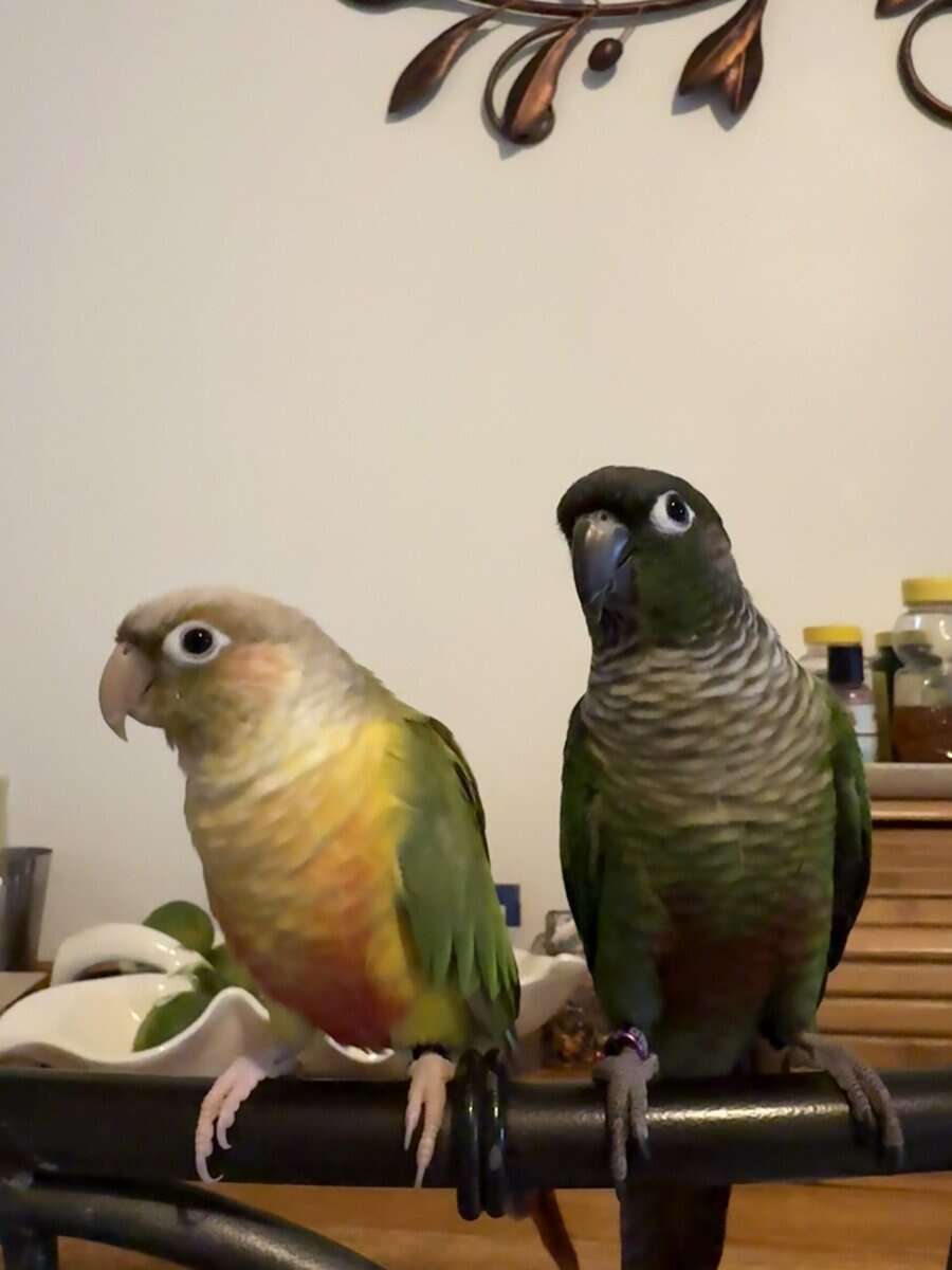 Green cheek conure and pineapple image 14