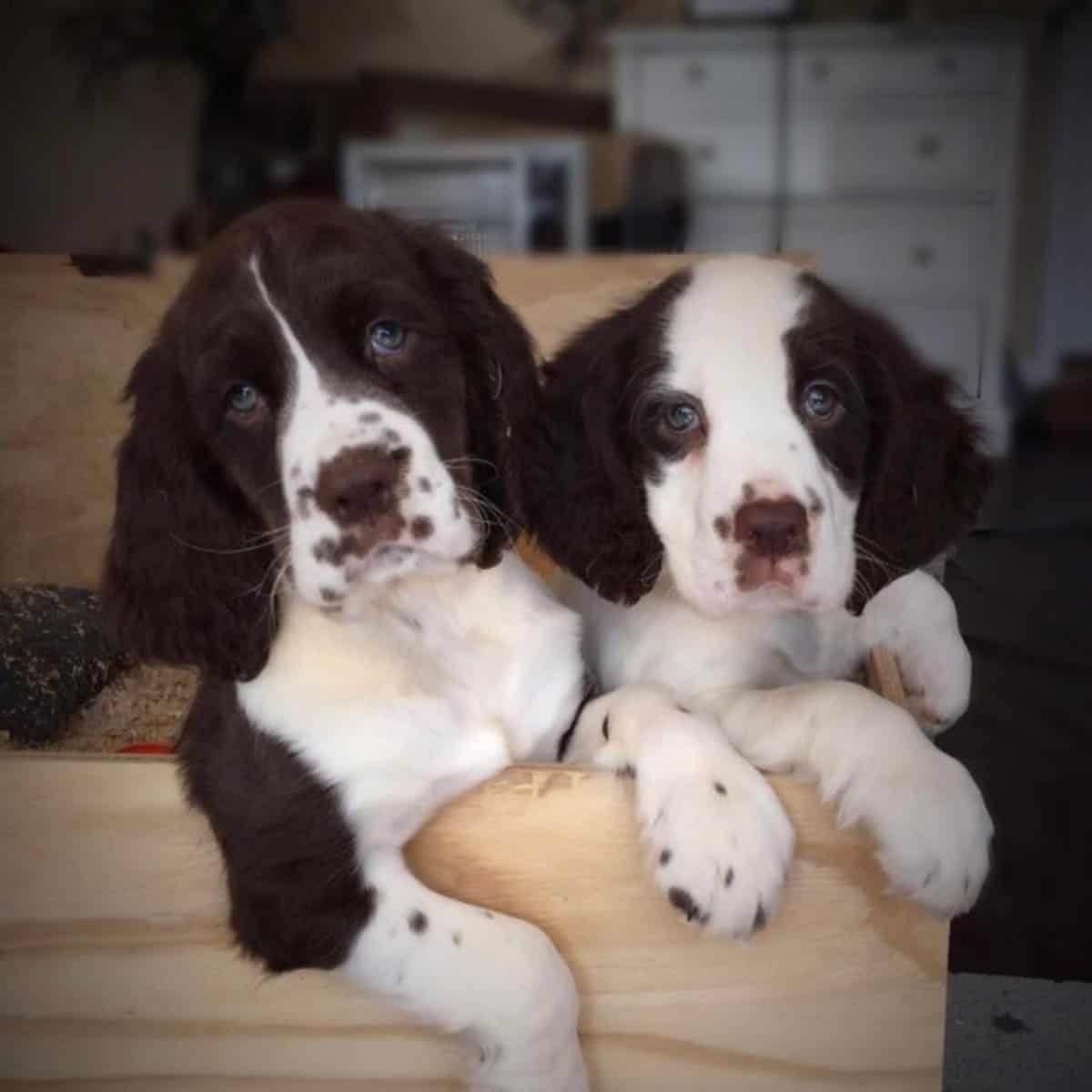 English Springer Spaniels image 3