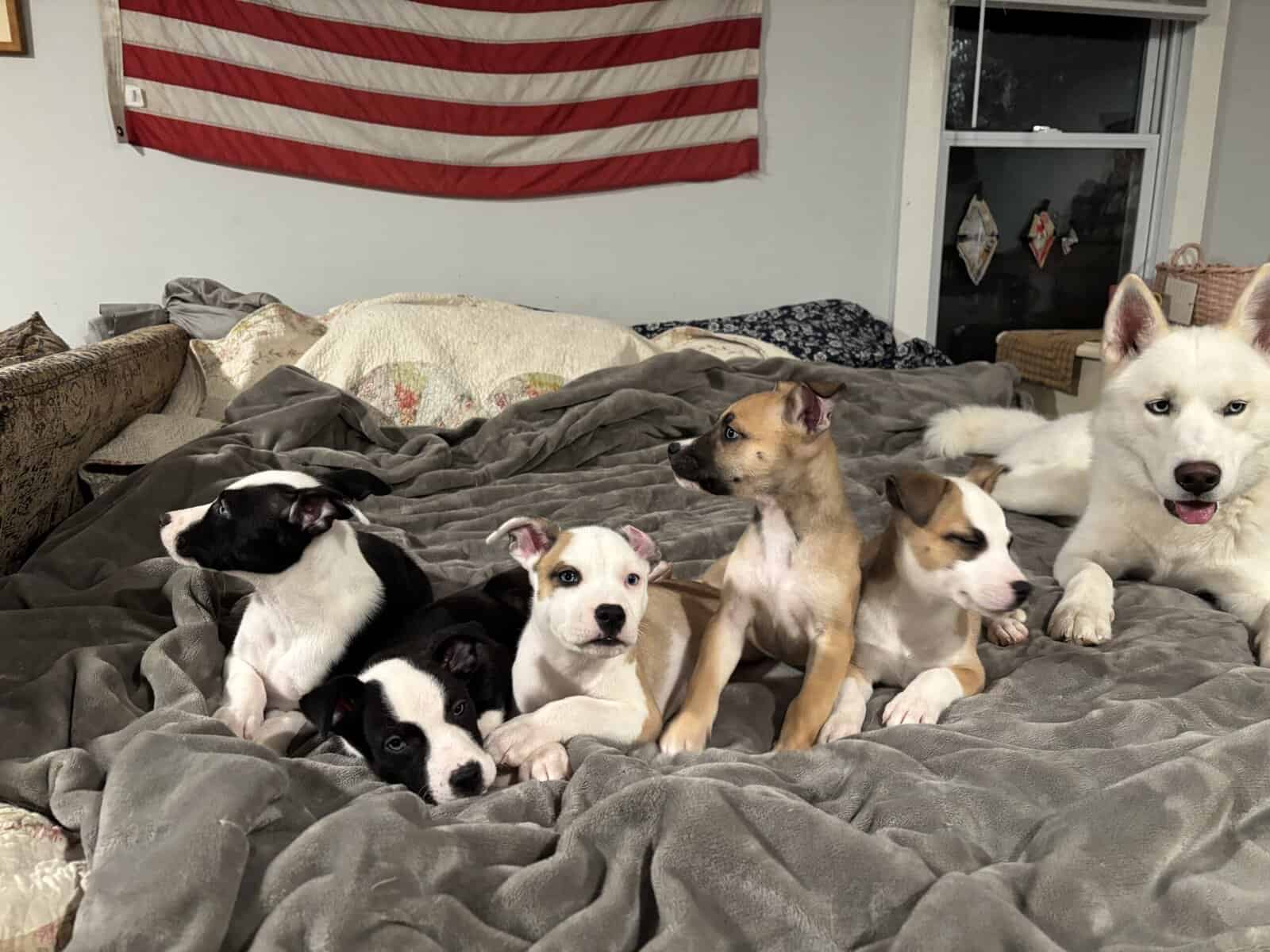 Staffordshire Terrier/Husky puppies image 3