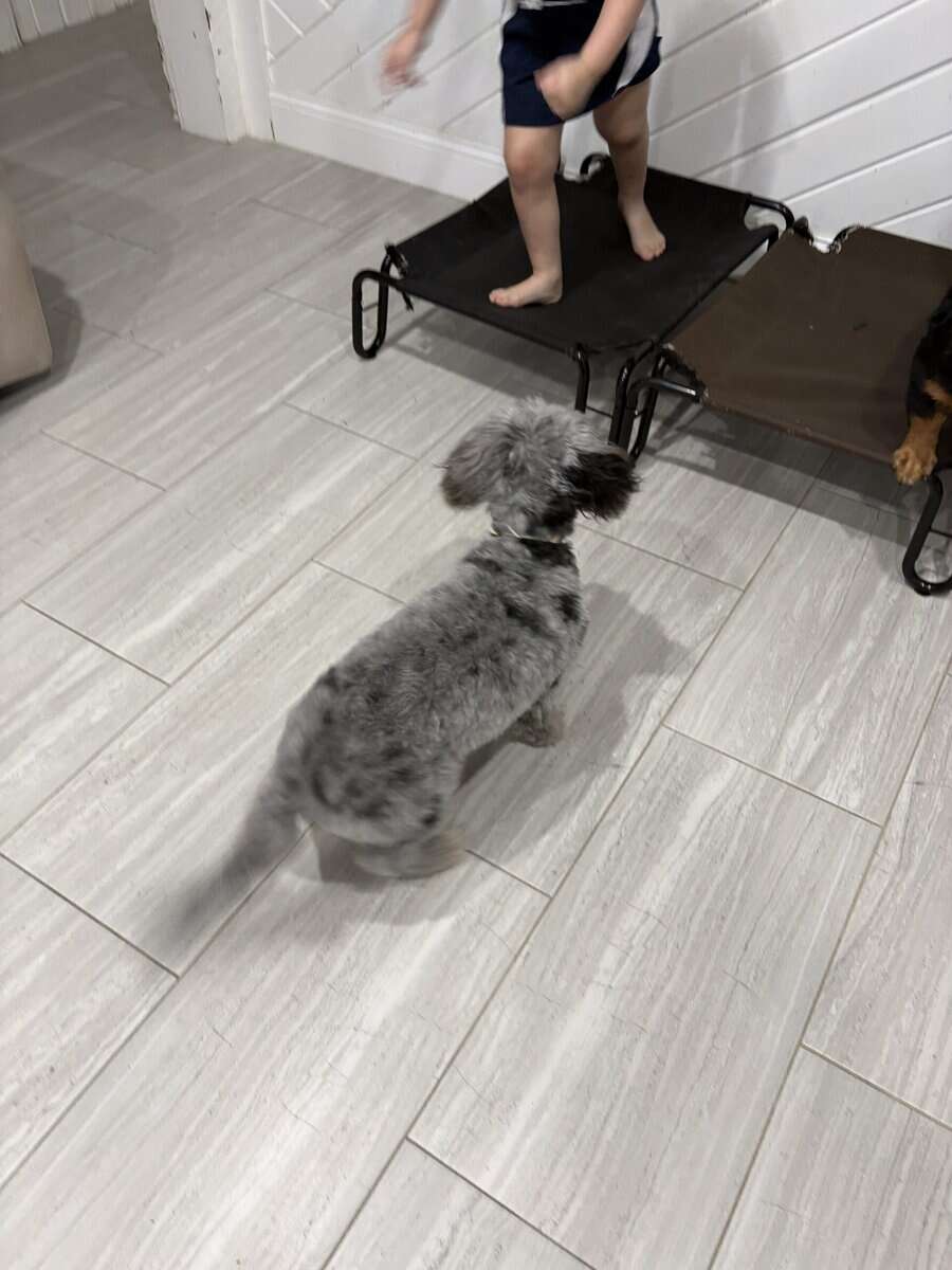 6 mo old pup - Benie image 7