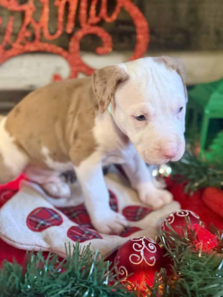 Chocolate Tri Merle Pitbulls image 5