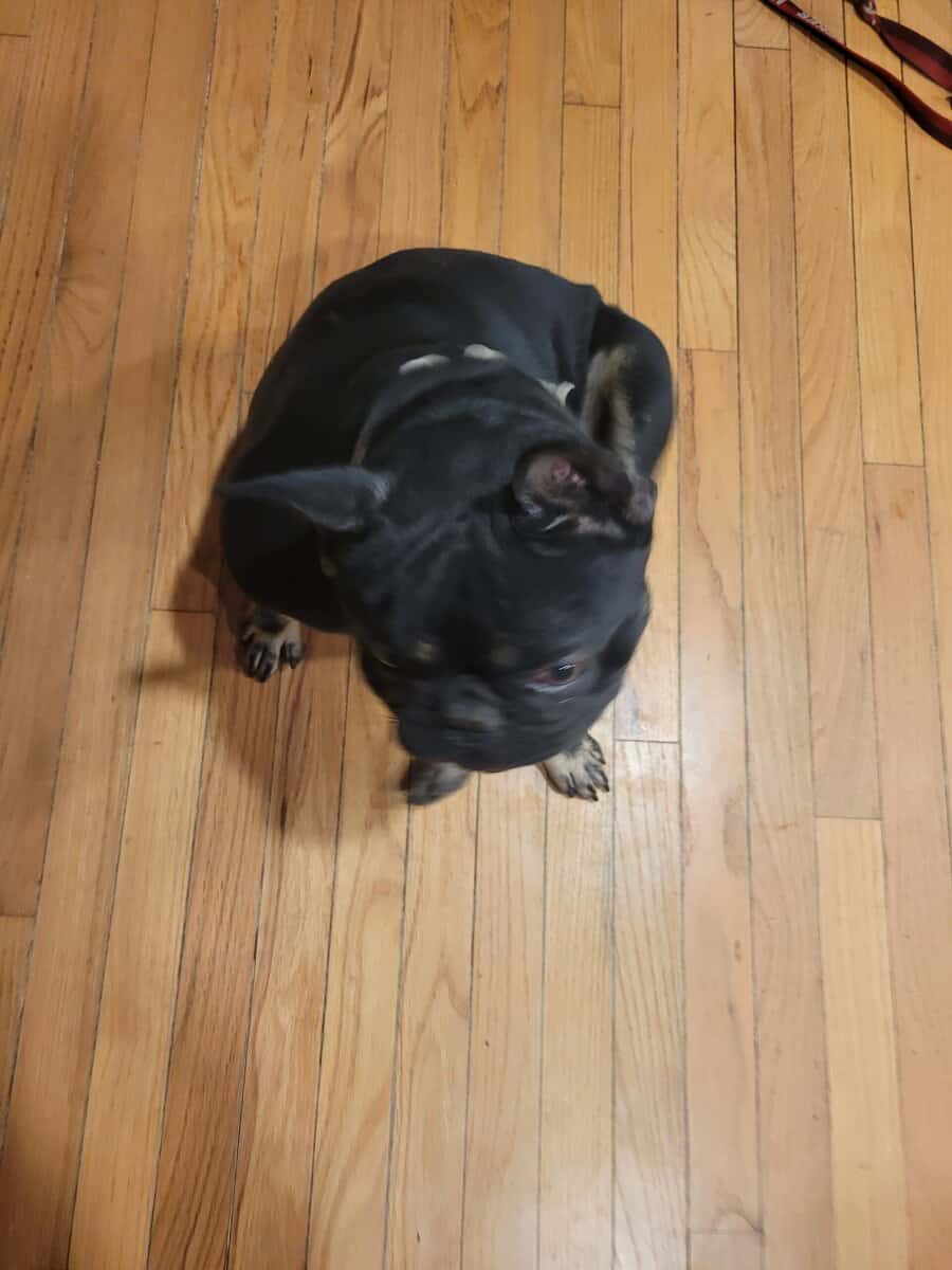 French bulldog image 2