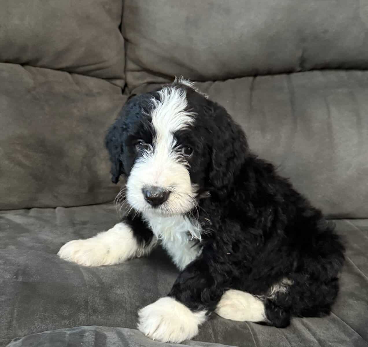Bernedoodle Pups For Sale image 2