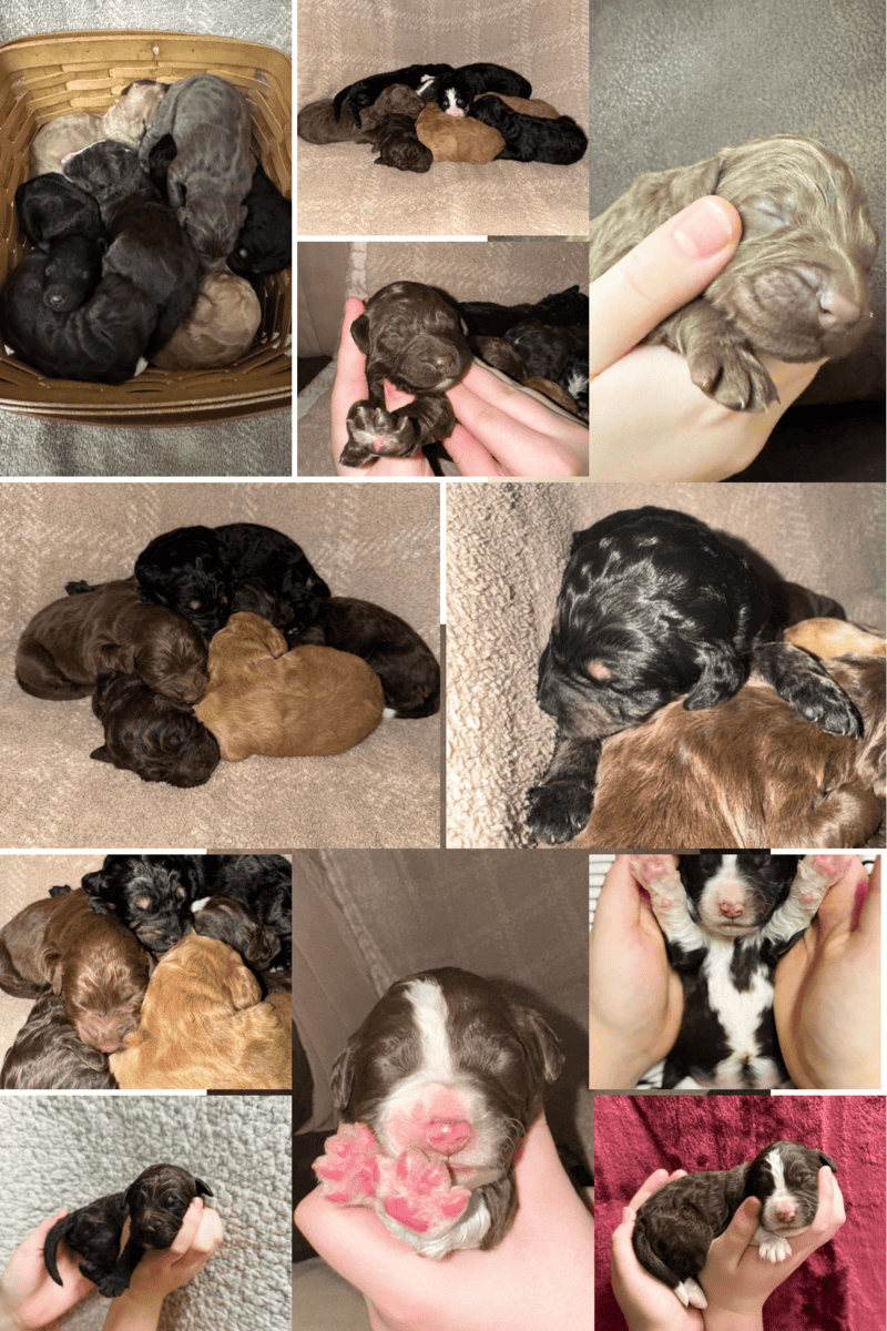Bernedoodle Puppies image 2