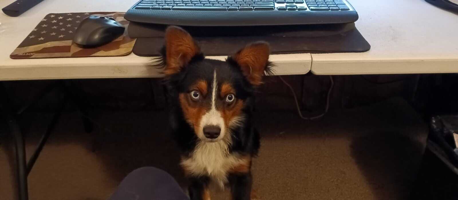 Pure Mini Aussie image 1