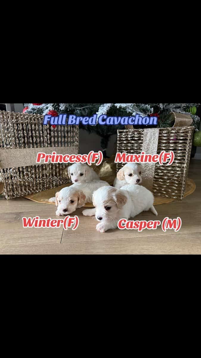 Cavachon Pups For Sale image 6