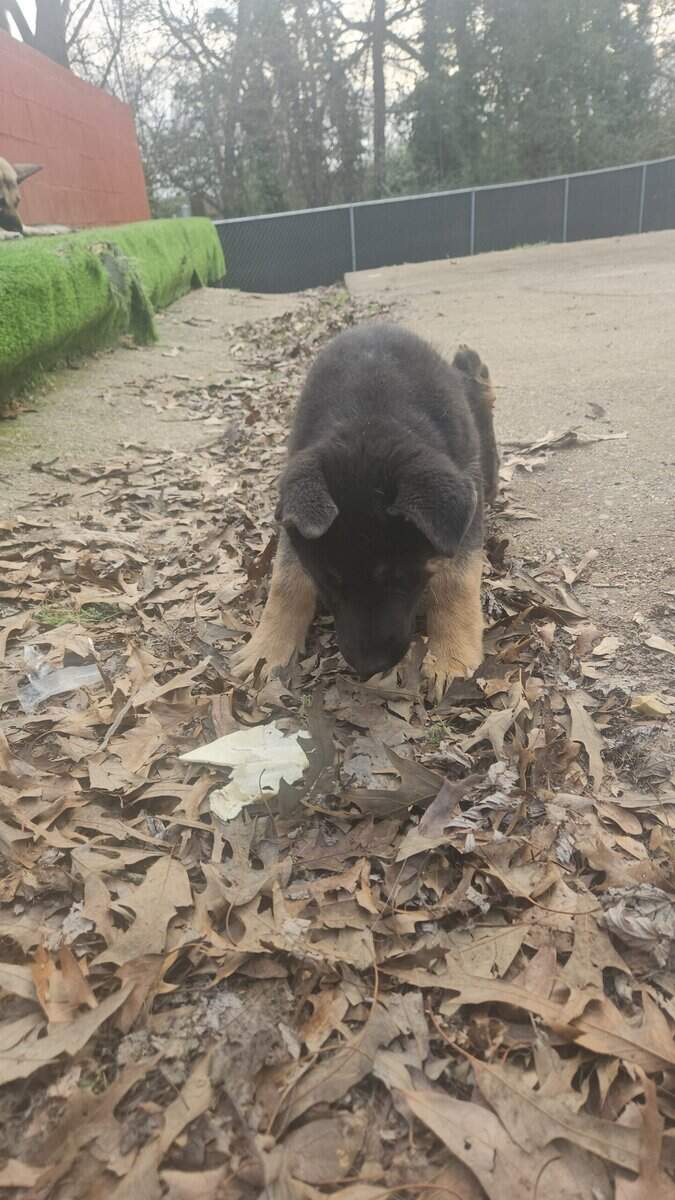 Full Bread Working Line German Shepherd image 4