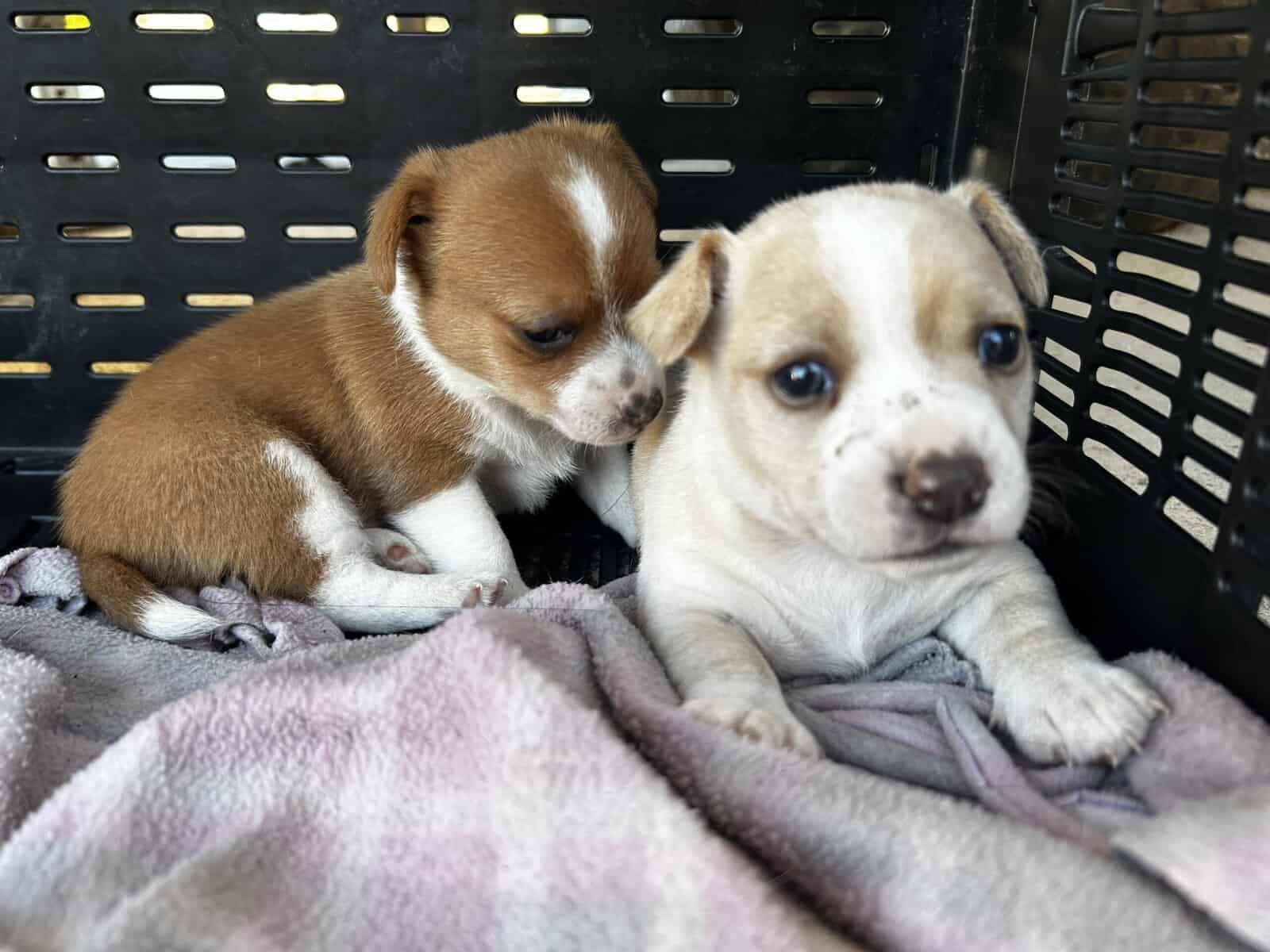 Chihuahua Puppies image 1