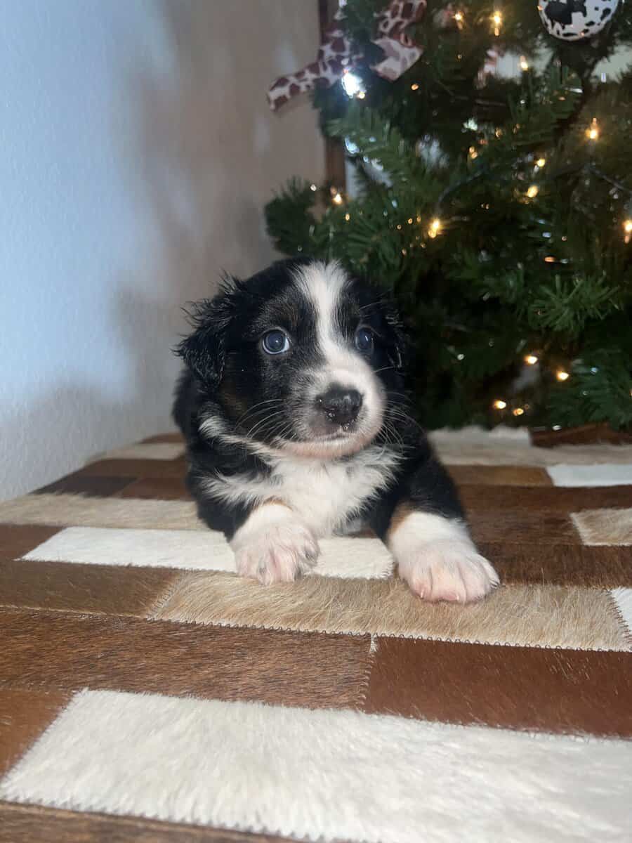 Toy/mini Aussie image 4