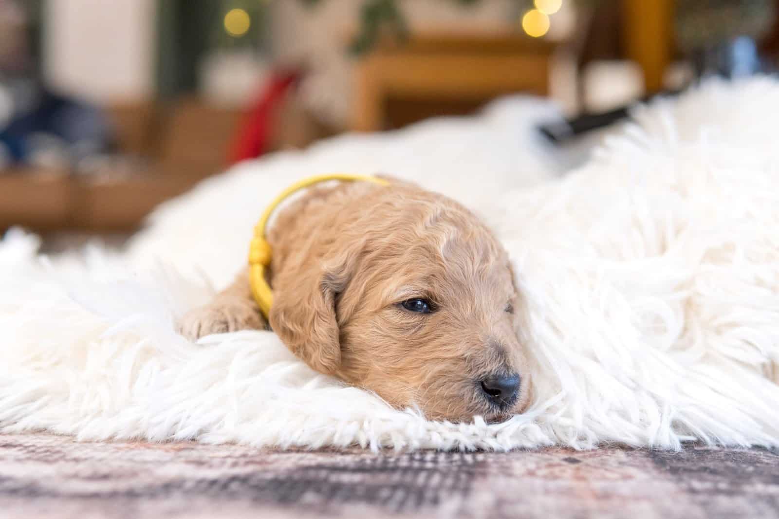 Goldendoodle Puppies image 2
