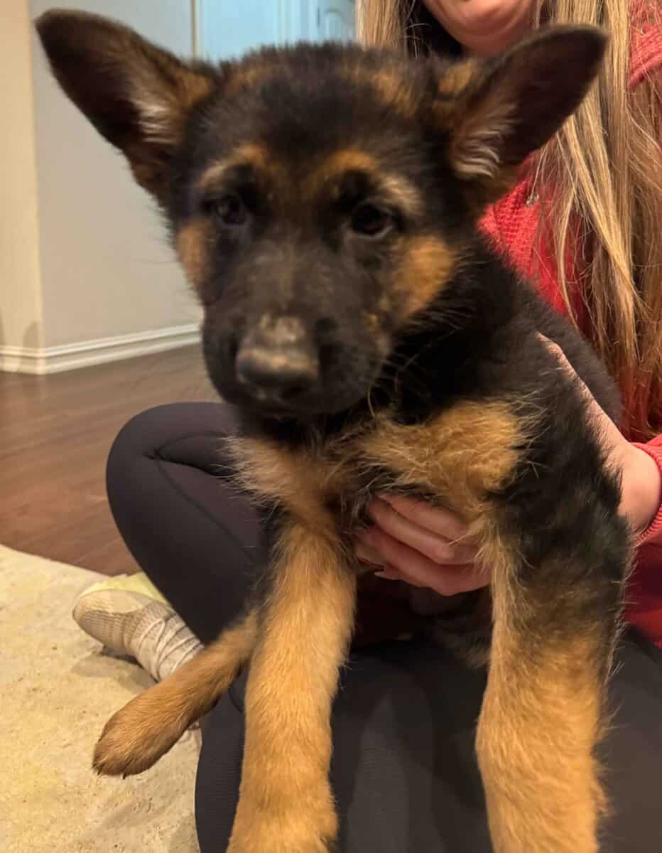 AKC German Shepherd Puppies image 14