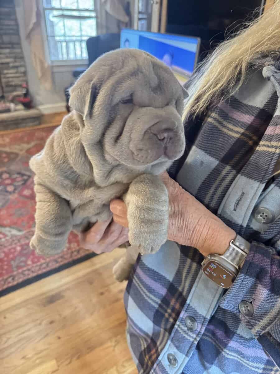 Chinese Shar Pei Pups image 4
