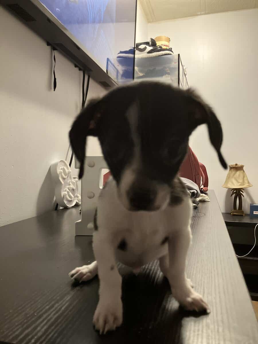 Chihuahua Terrier image 1