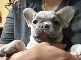French bulldog puppy