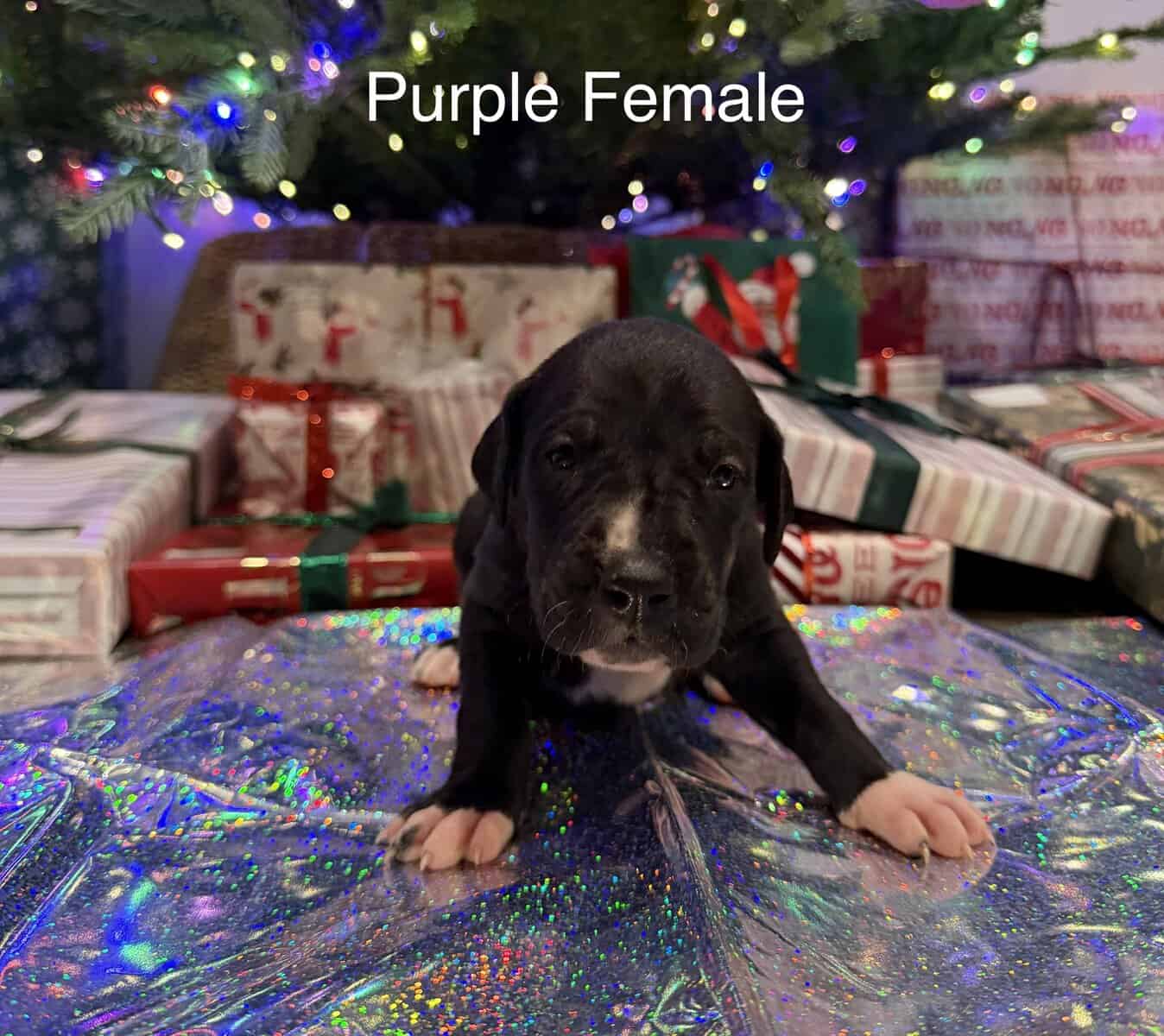 Daniff puppies image 3