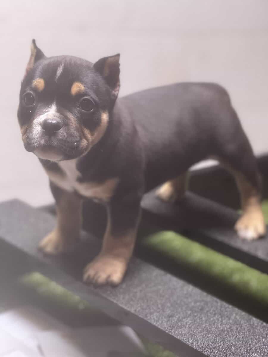 5 month old black tri pocket female image 10