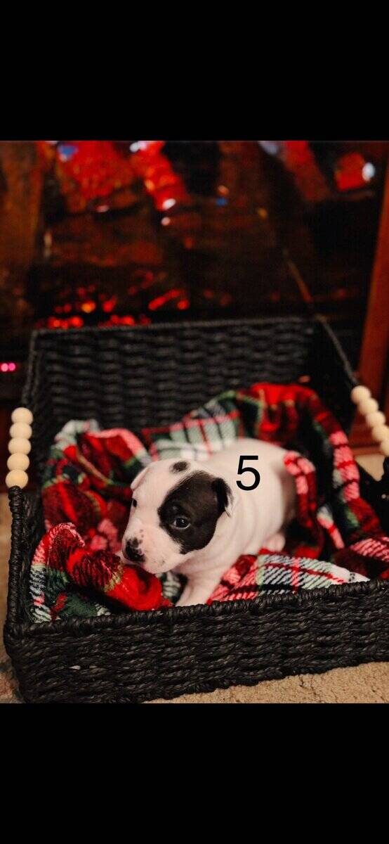 American pitbull terrier puppies for sale image 5